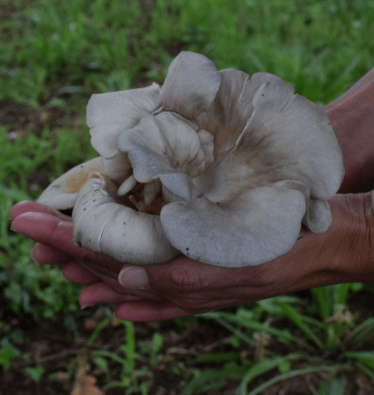 tienda de setas gourmet
